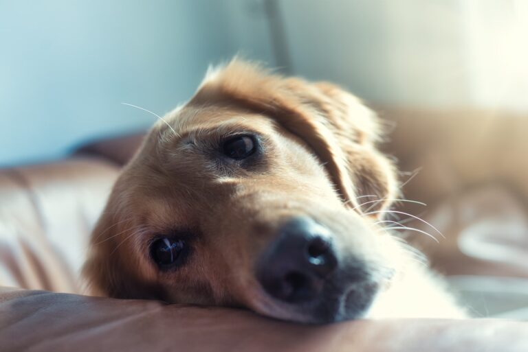 grieving pet loss