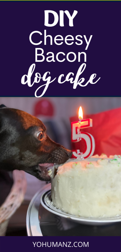 Dog Birthday Cake Recipe, How To Make a Dog Cake