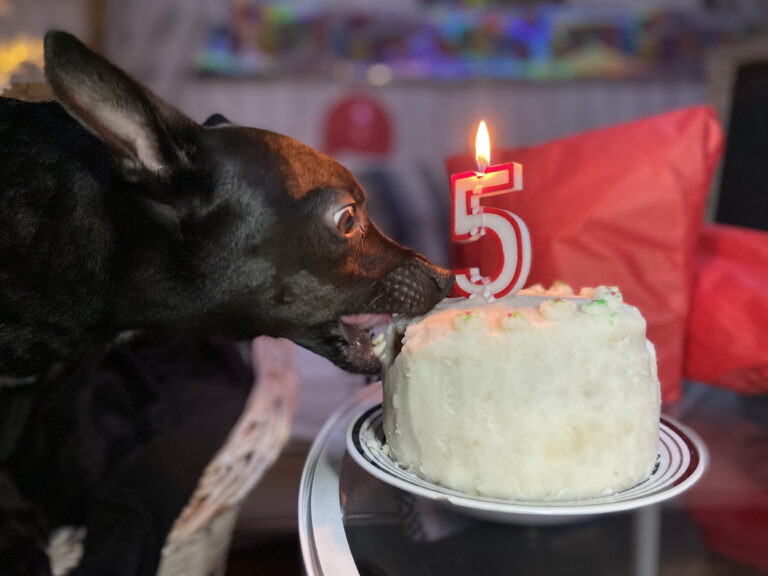 Dog Birthday Cake Recipe, How To Make a Dog Cake