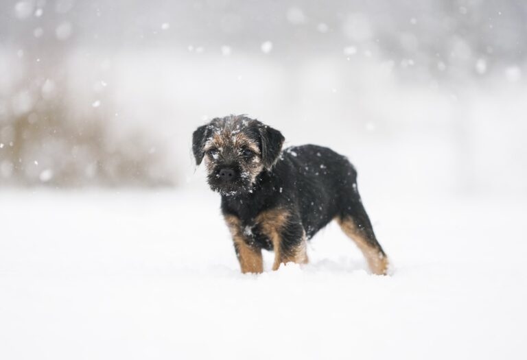 dog winter