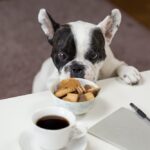 foods dogs cant eat