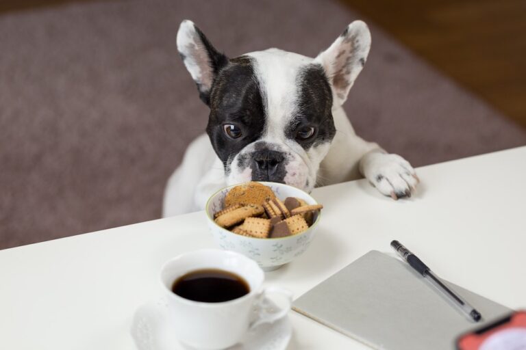foods dogs cant eat