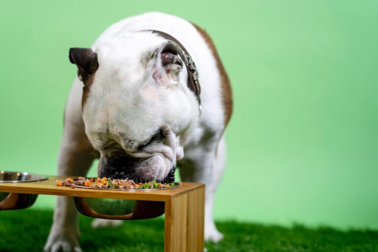 dog chicken allergy