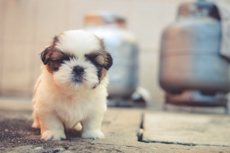 What Does Your Dog Need From You As Their Owner?
