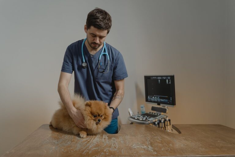 How Hard Is It To Open Your Own Veterinary Clinic?