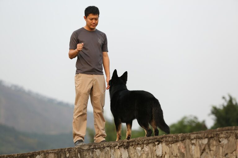 8 Useful Hand Signals for Dogs to Learn ASAP 8 Useful Hand Signals for Dogs to Learn ASAP