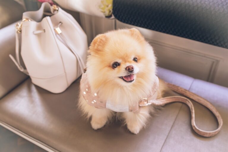 how to groom dog, fluffy dog groom