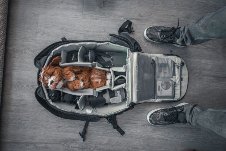 Dog Travel Checklists: What to Pack