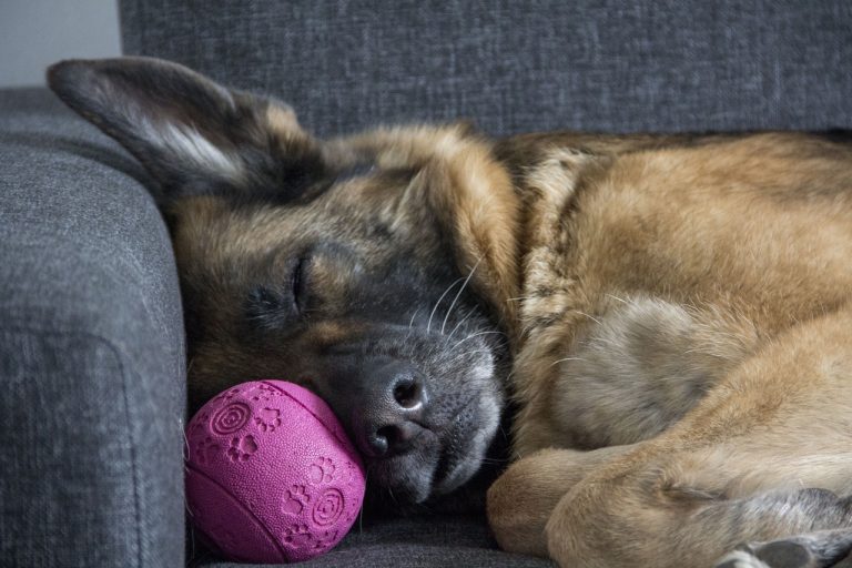 10 Ways To Create A Dog-Friendly Home