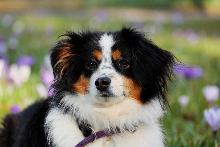 Unleashing The Secrets Of Canine Nutrition: Your 2024 Guide